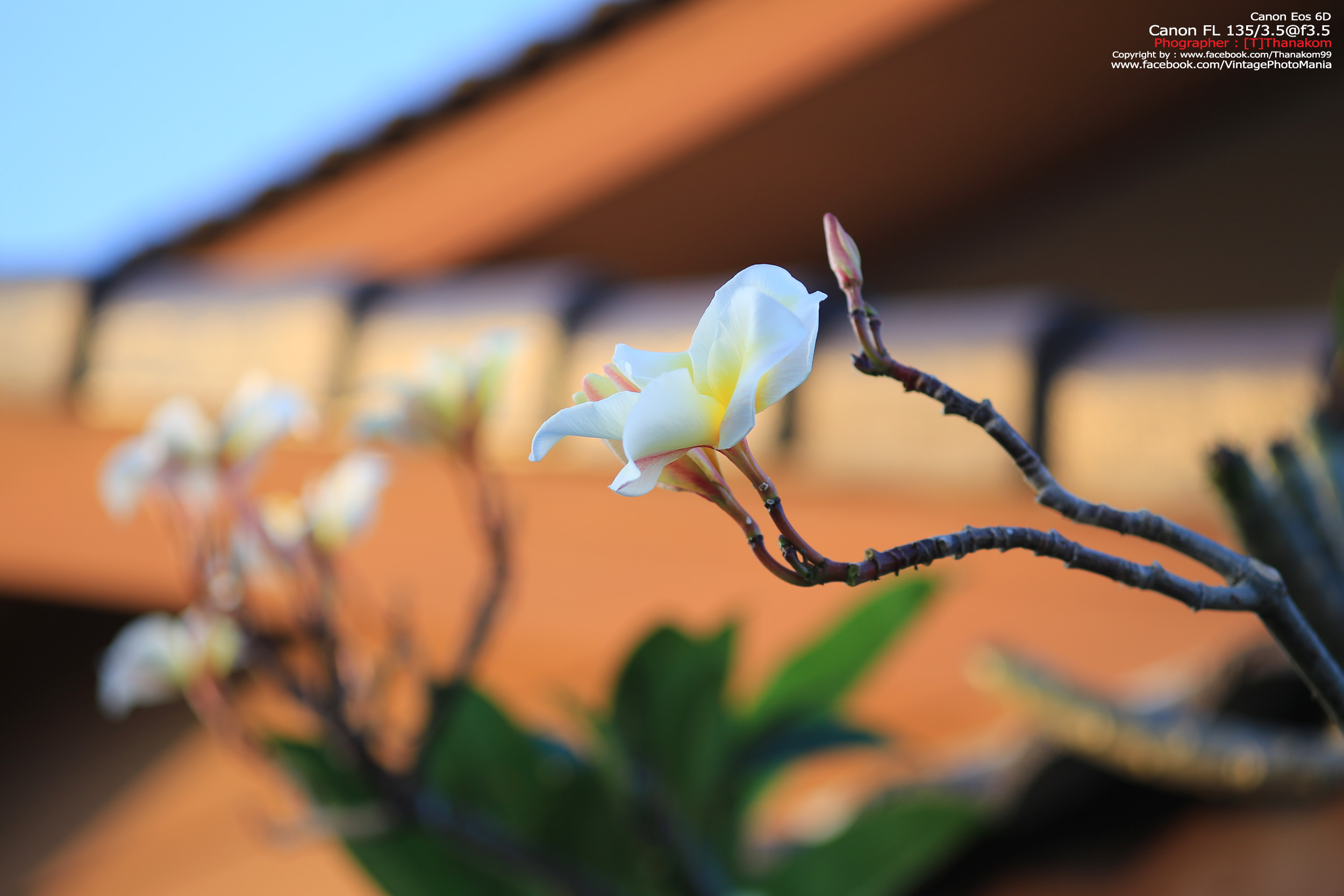 Canon FL 135/2.5 *Canon FD Mount เลนส์ไวแสงละลายฉากหลังสวย