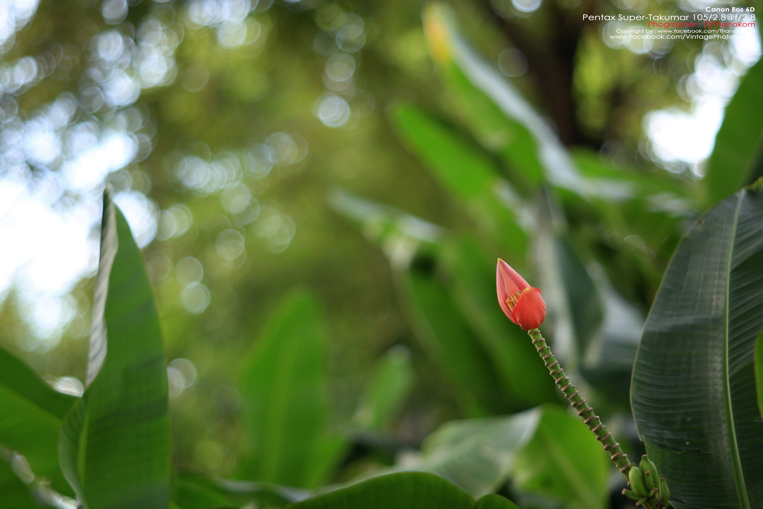 Pentax Super-Multi-Coated Takumar 105/2.8 *M42 Mount เลนส์พรอตเทรตตัวเล็กคมๆ