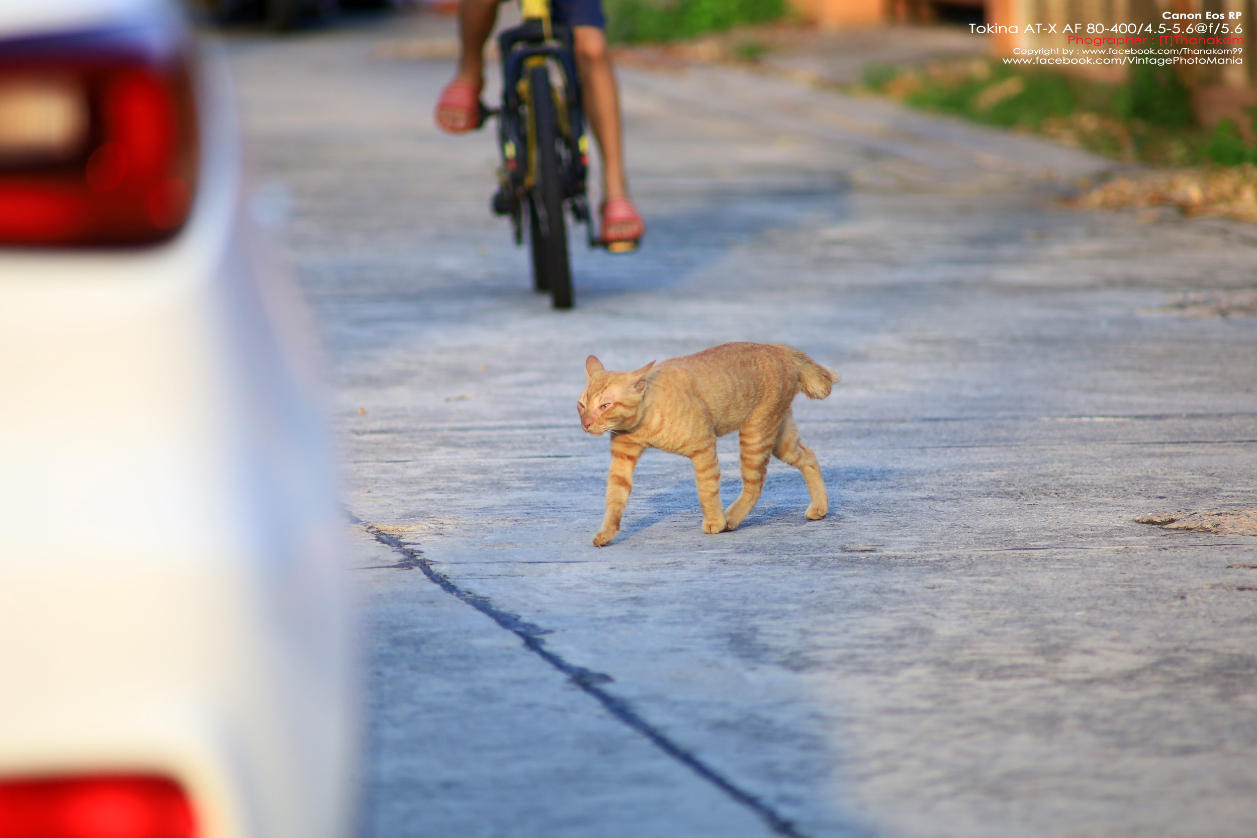 Tokina AT-X AF 100-300/4.0 Internal Focus *Nikon AF-D Mount เลนส์ซูมซูเปอร์เทเลสายถ่ายนกเอฟไม่ไหล