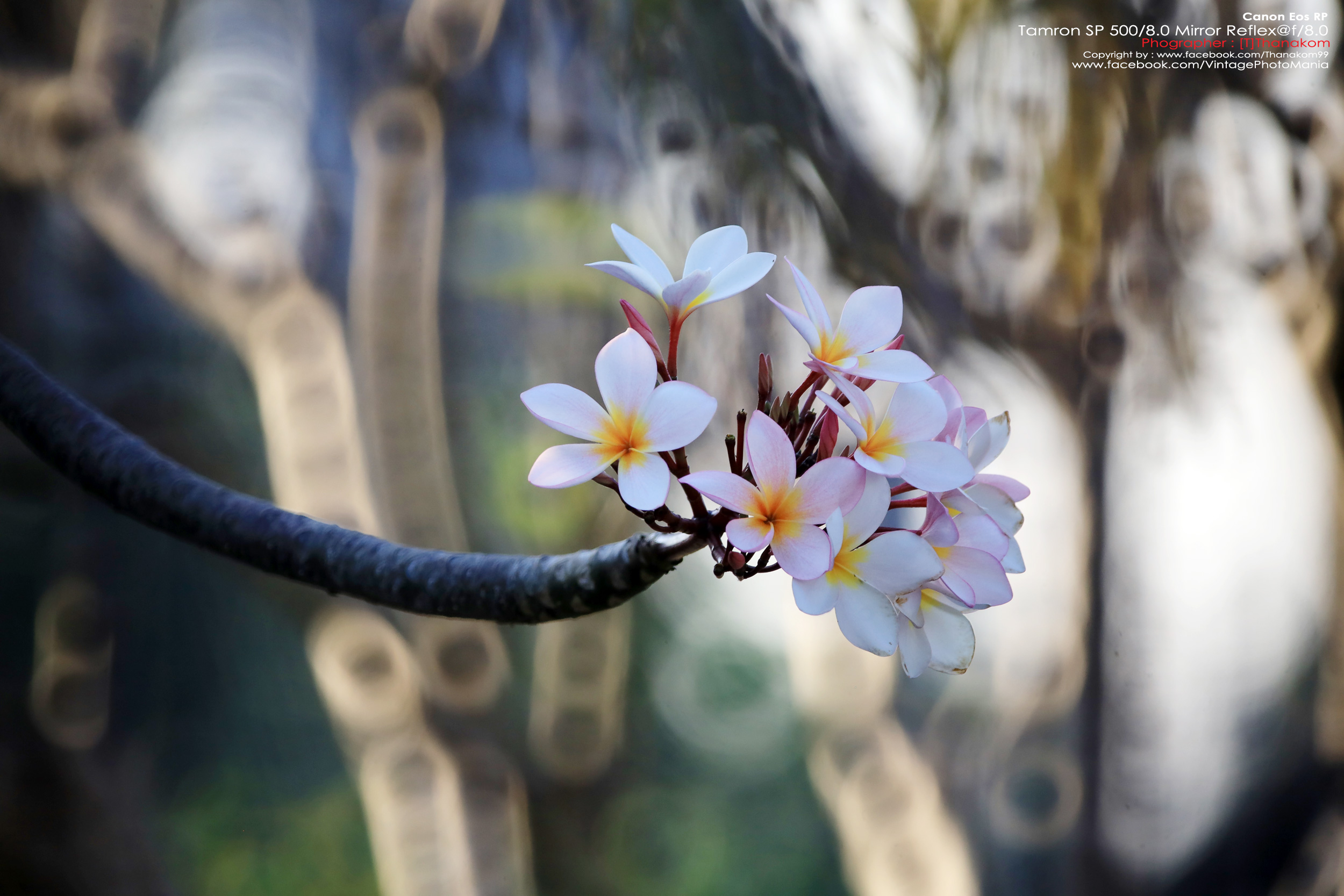 Tamron SP 500/8.0 Mirror Reflex Macro *Canon EF Mount เลนส์ถ่ายไกลสุดๆโบเก้โดนัท