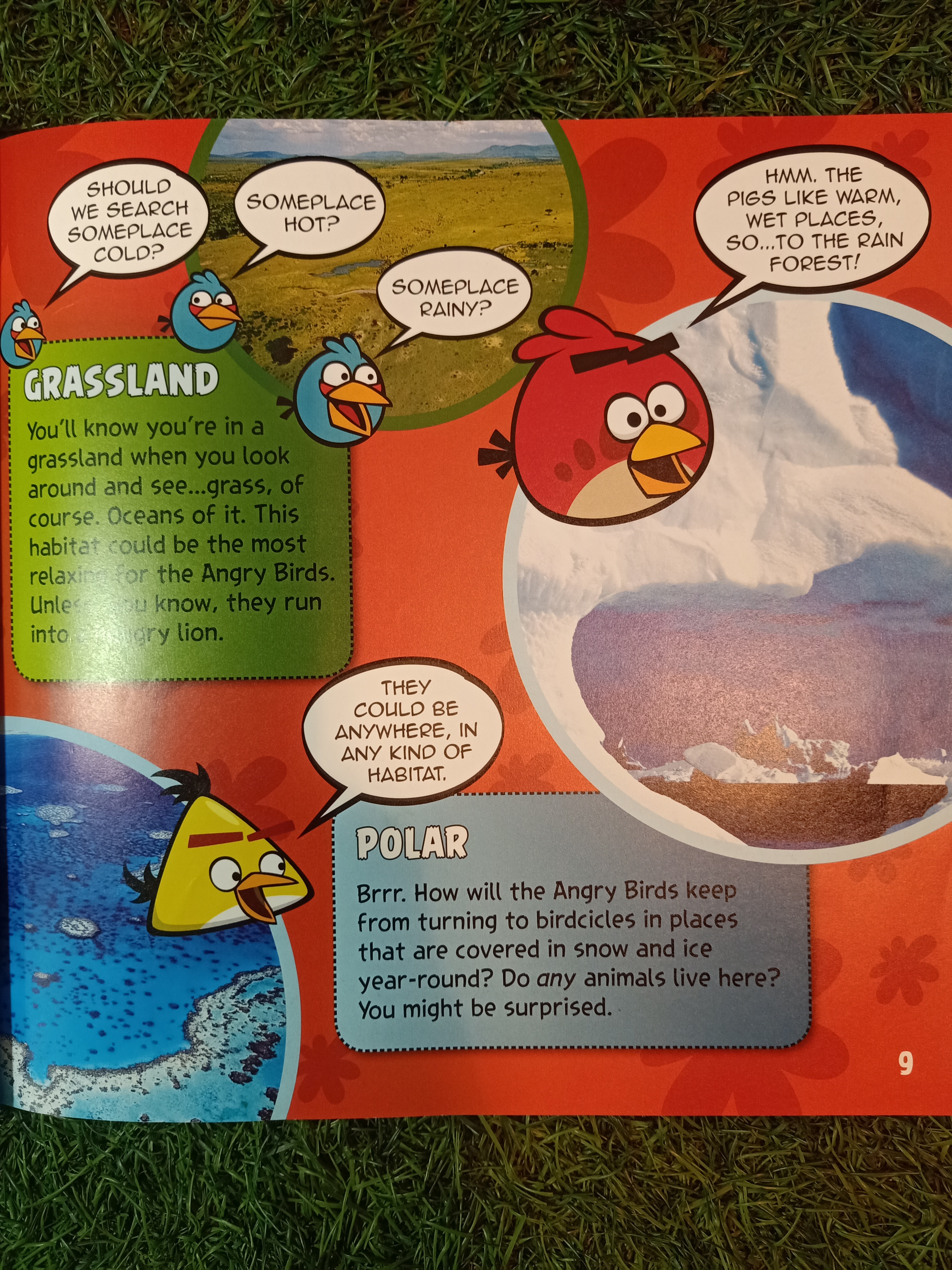 ANGRY BIRDS PLAYGROUND (ANIMALS) / NATIONAL GEOGRAPHIC