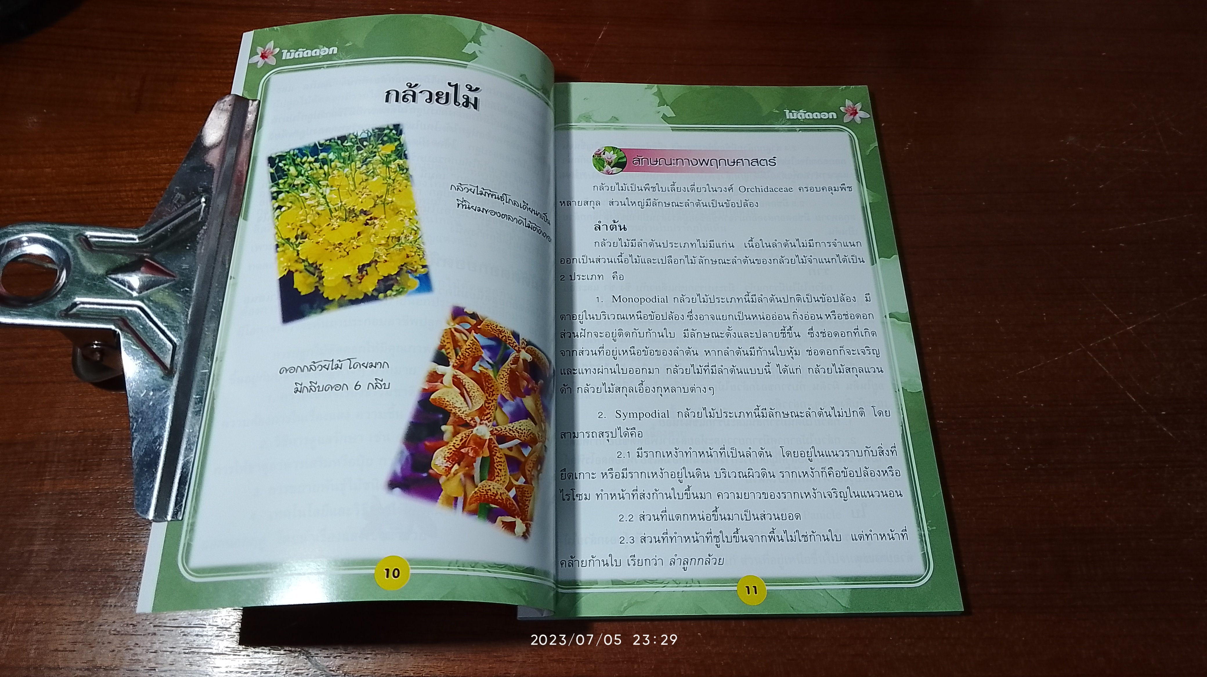 ไม้ตัดดอก / วรรณา แต้