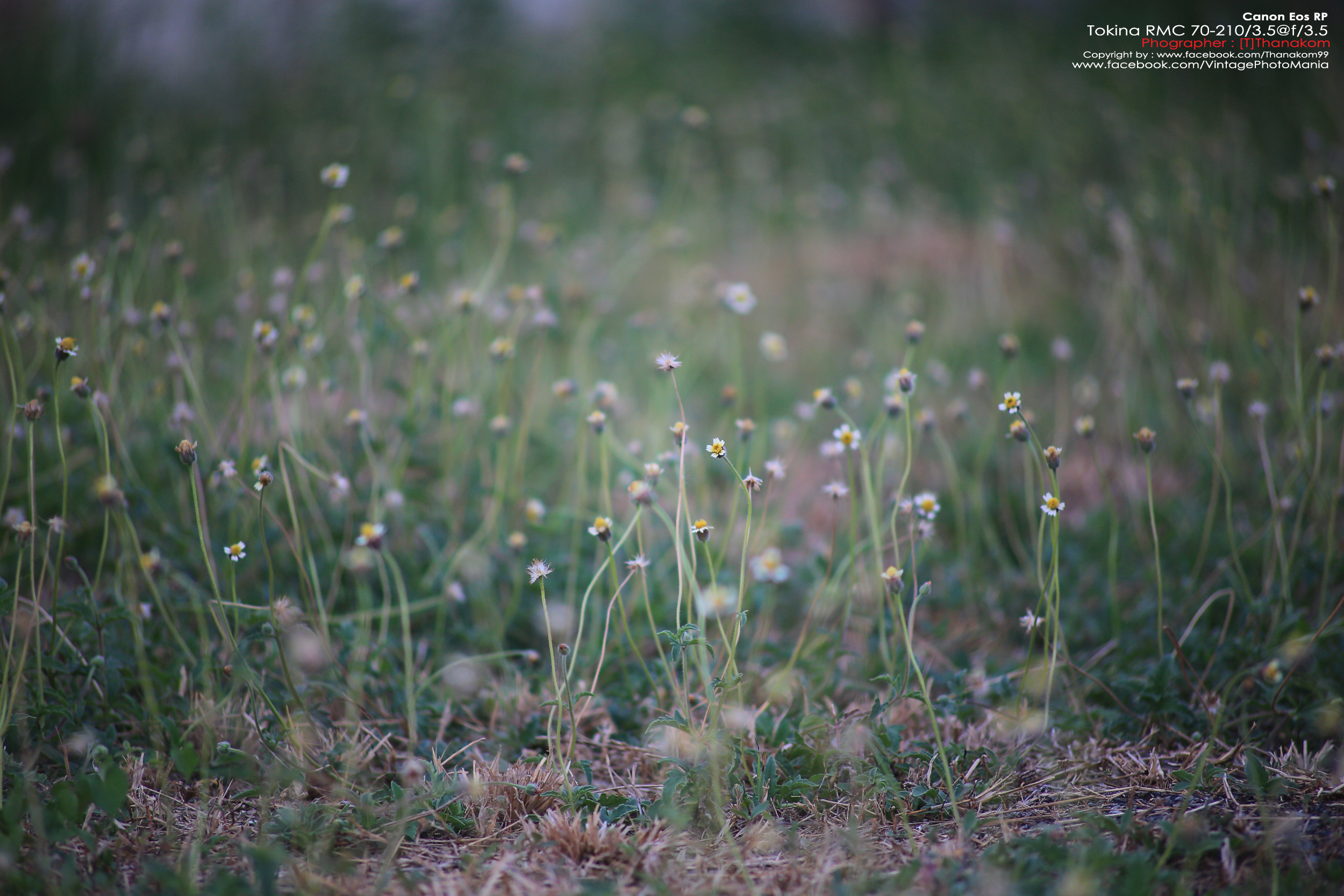 Tokina RMC 70-210/3.5 *Nikon Ai-S Mount เลนส์ไวแสงคมๆโบเก้สวย