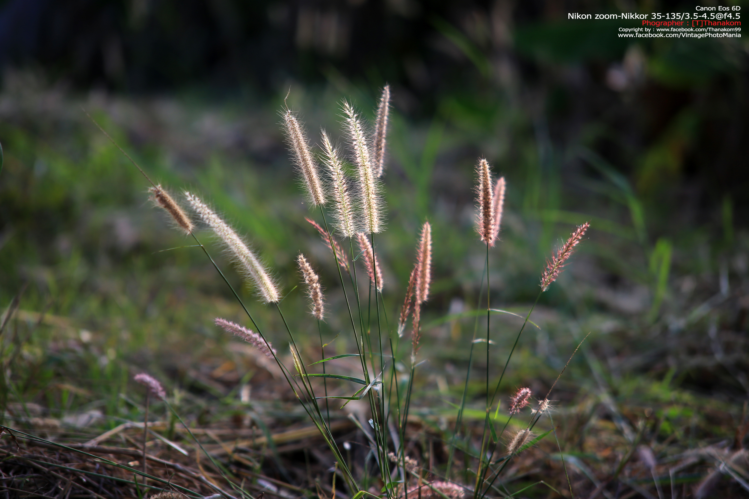 Nikon Zoom-Nikkor 35-135/3.5-4.5 *Nikon Ai-S Mount เลนส์ซูมอเนกประสงค์