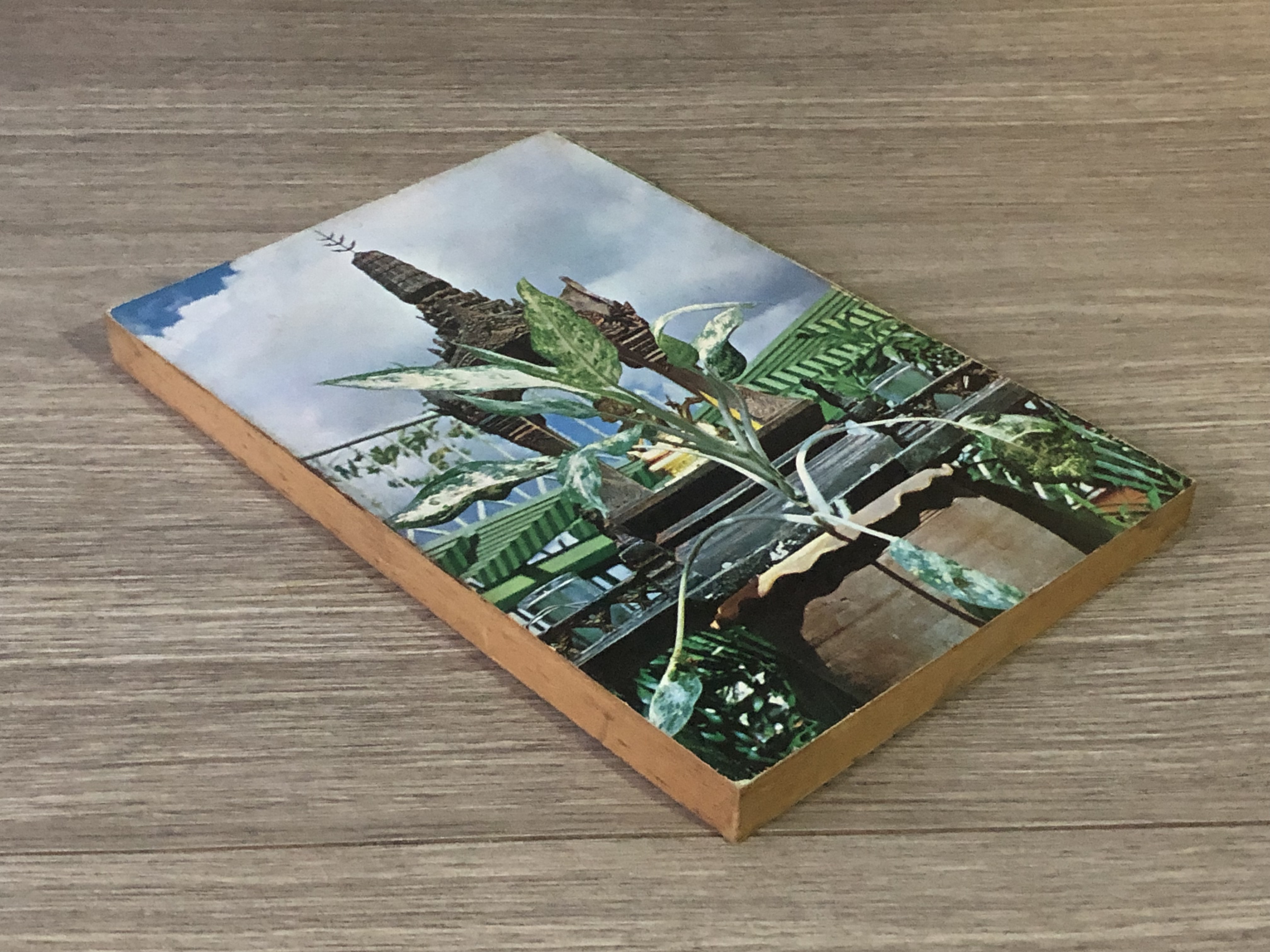 สวนหลังบ้าน 5 ต้นไม้กับความเชื่อถือ / สุนทร ปุณโณทก