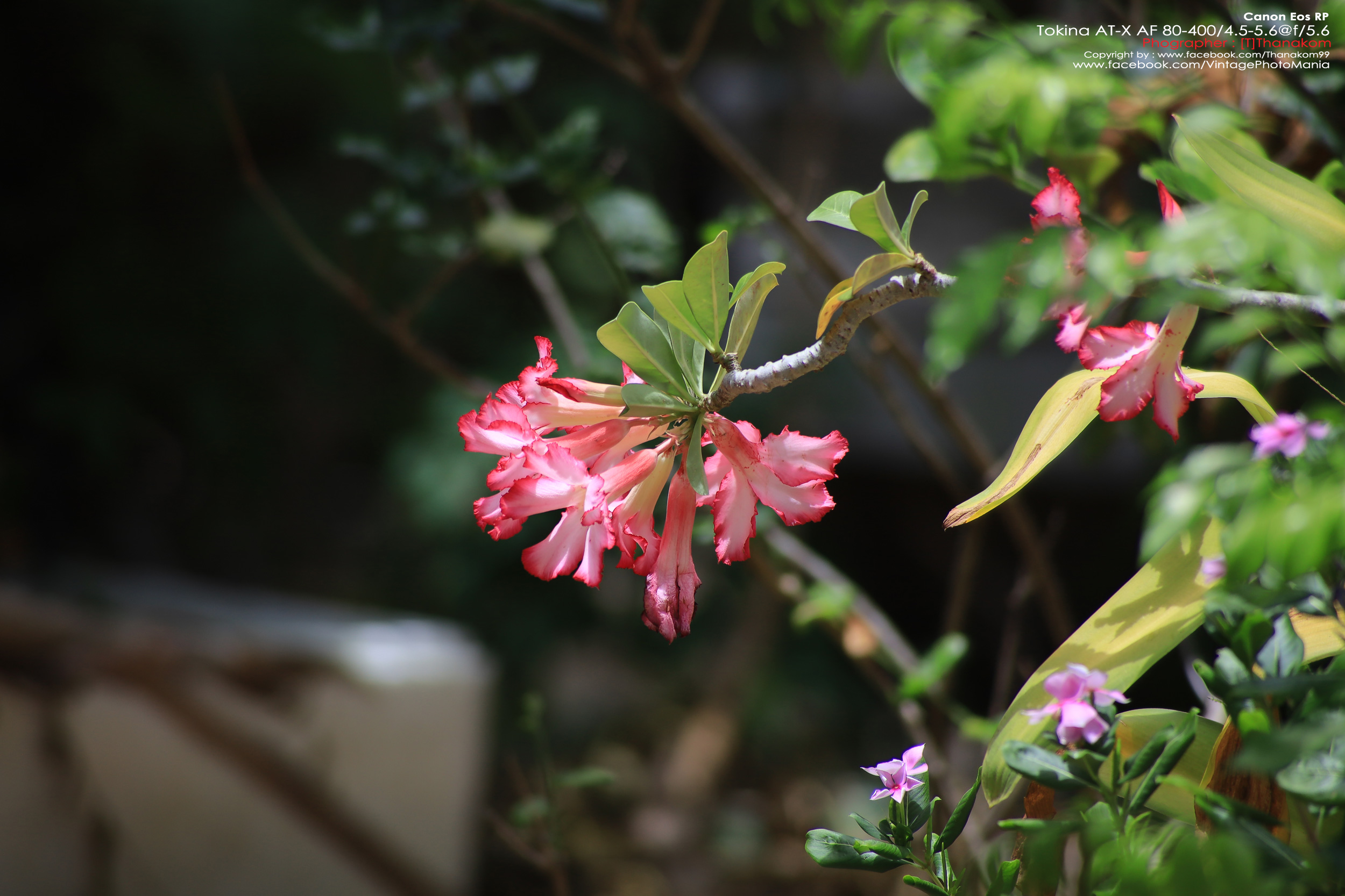 Tokina AT-X AF 100-300/4.0 Internal Focus *Nikon AF-D Mount เลนส์ซูมซูเปอร์เทเลสายถ่ายนกเอฟไม่ไหล