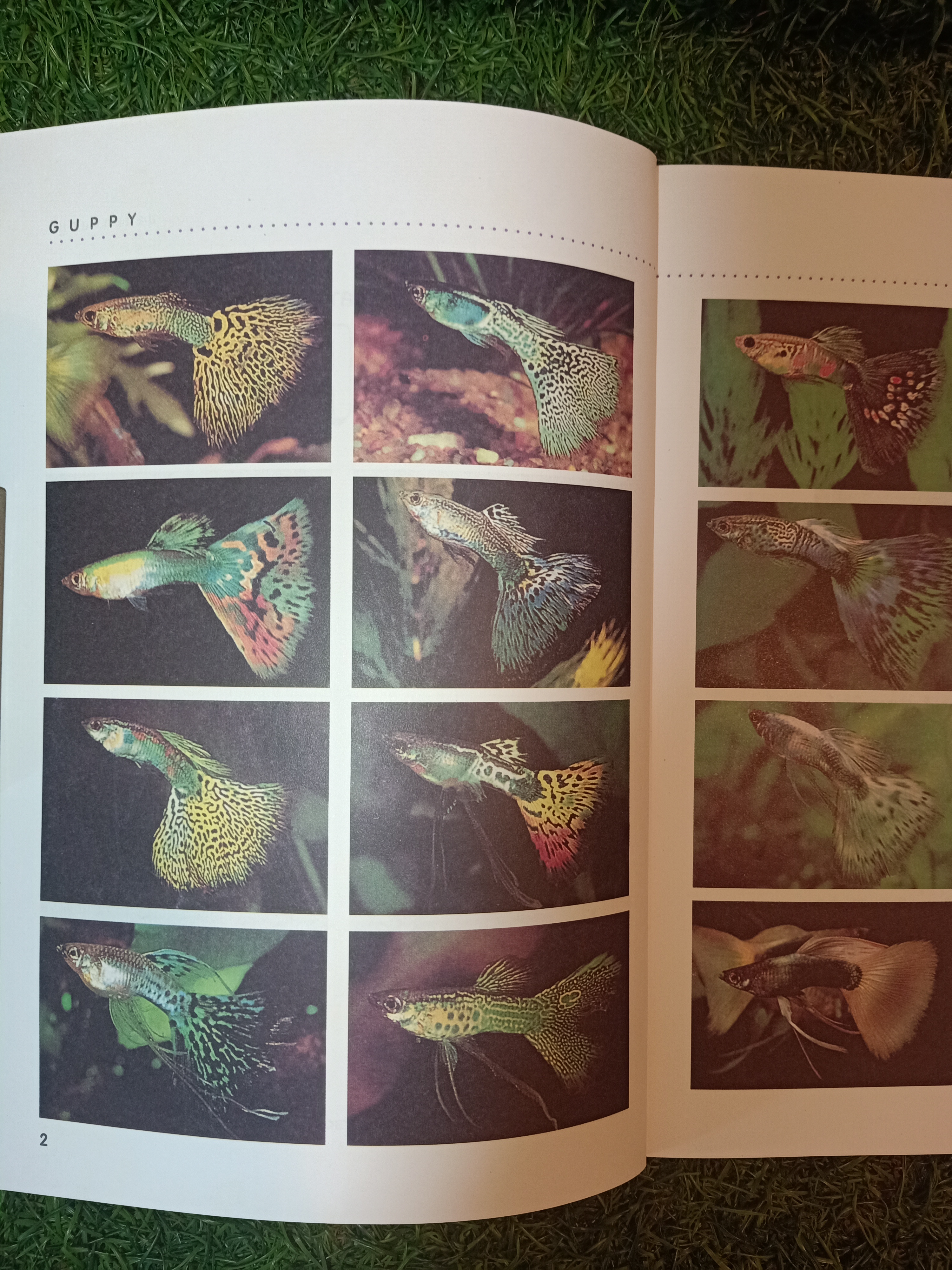 สายพันธุืและการเพาะเลี้ยง ปลาหางนกยูง GUPPY / กฤษณา แก้วชะอุ่ม ภีระ ไกรแสงศรี