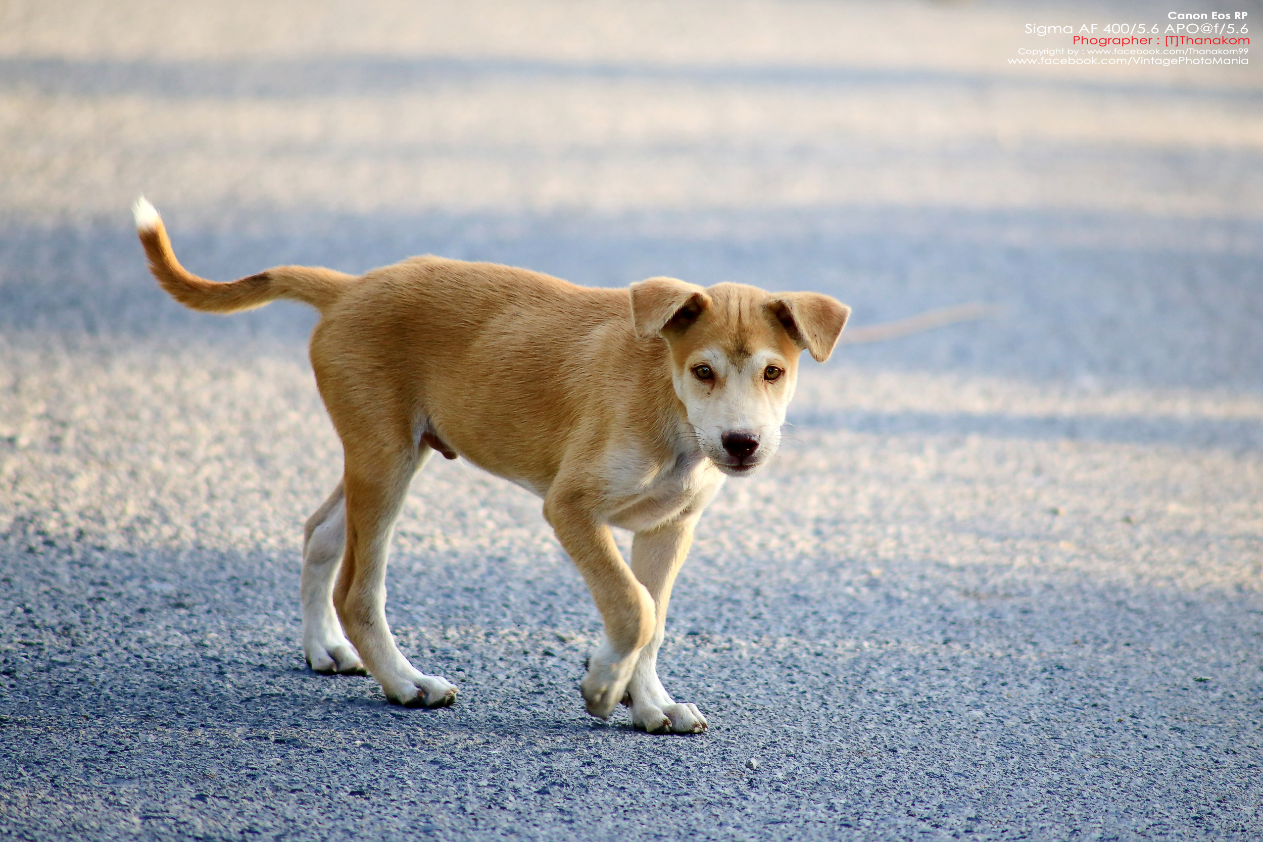 Sigma AF 400/5.6 *Nikon AF-D Mount เลนส์ซูมซูเปอร์เทเลสายถ่ายนกเอฟกว้าง