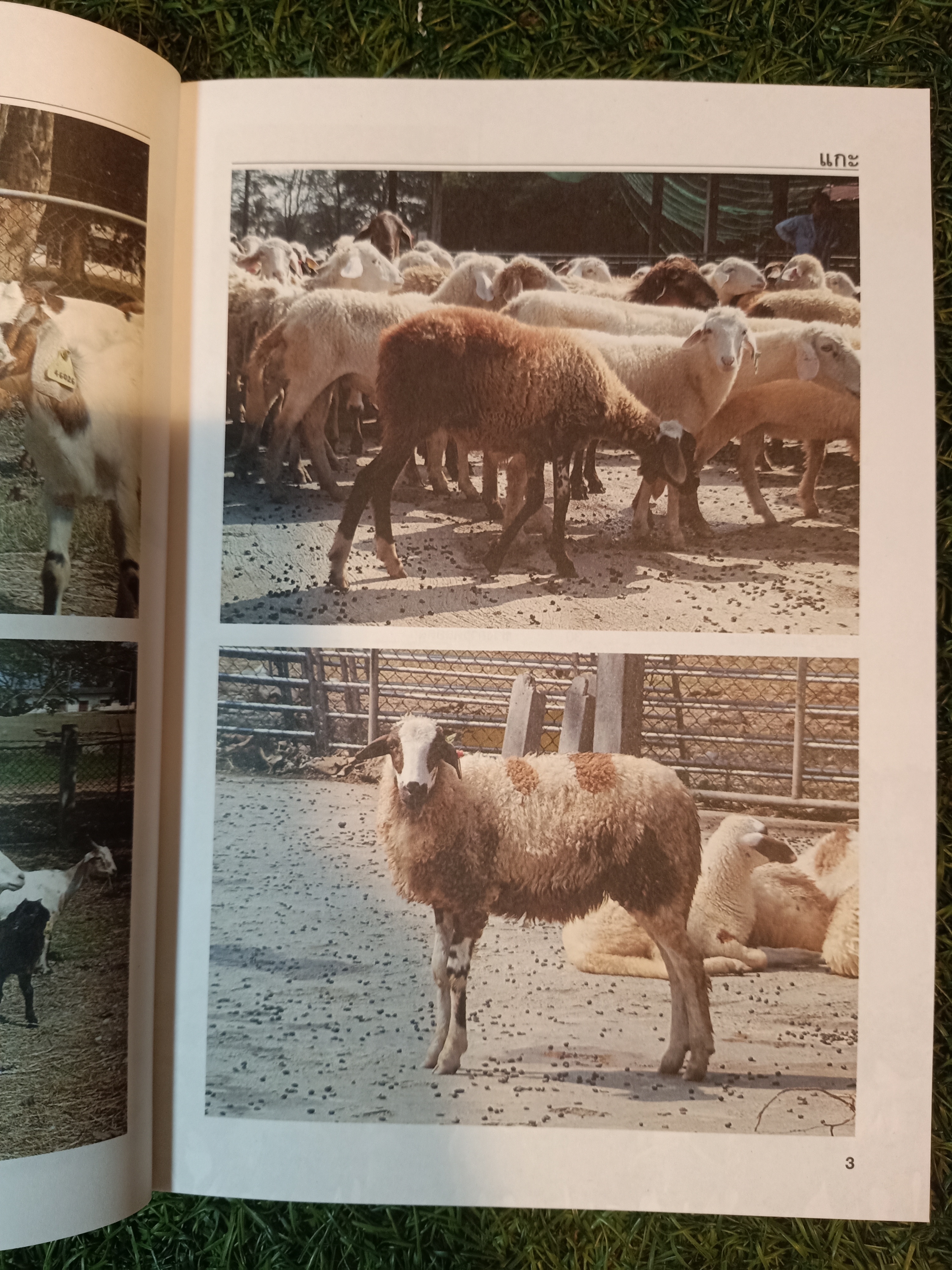 คู่มือการเลี้ยง แพะ และ แกะ สัตว์เศรษฐกิจที่กำลังได้รับความนิยมสูง / บวรศักดิ์ หัสดิน ณ อยุธยา