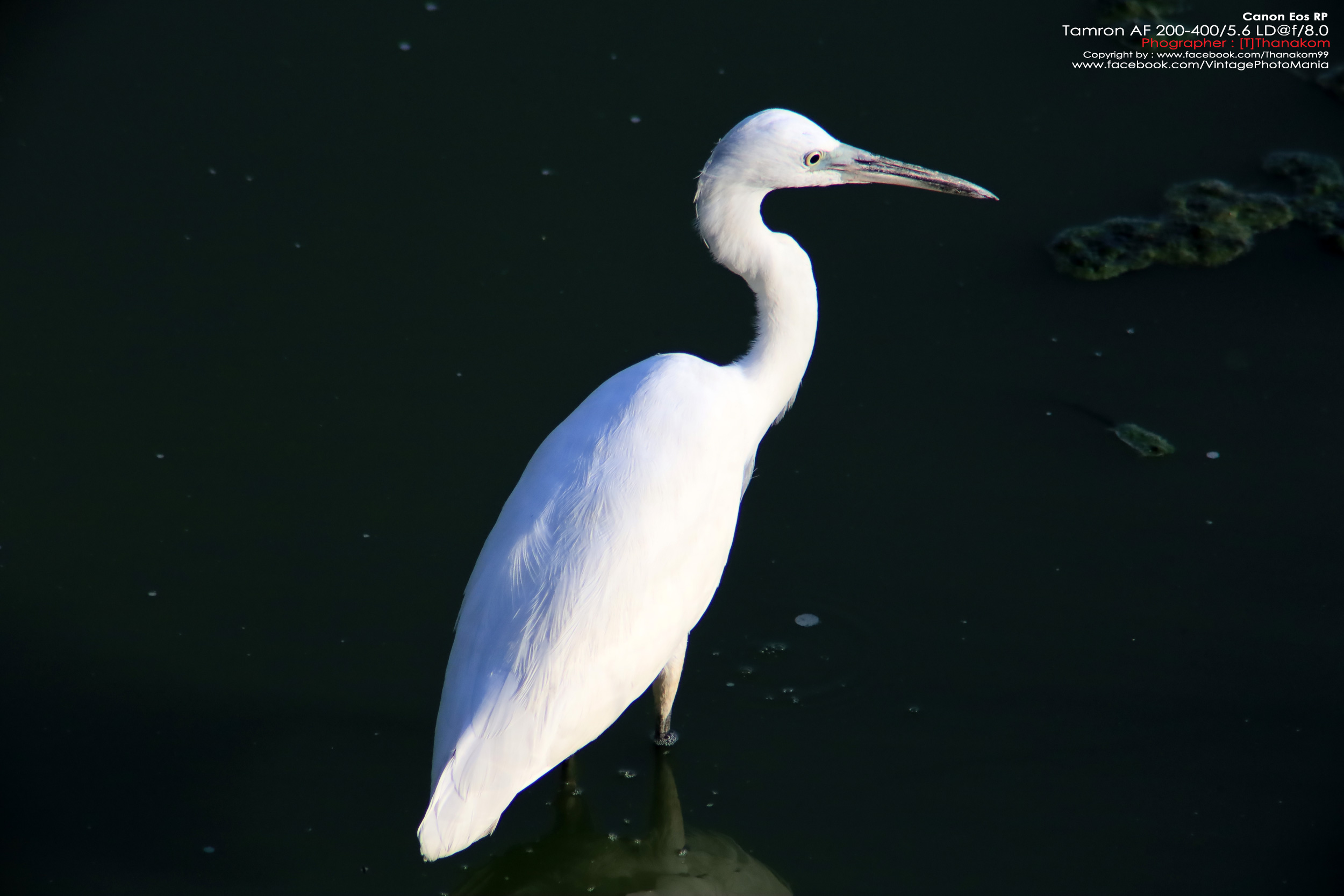 Tamron AF 200-400/5.6 LD *Canon EF เลนส์ซูมซูเปอร์เทเลสายถ่ายนกเอฟไม่ไหล