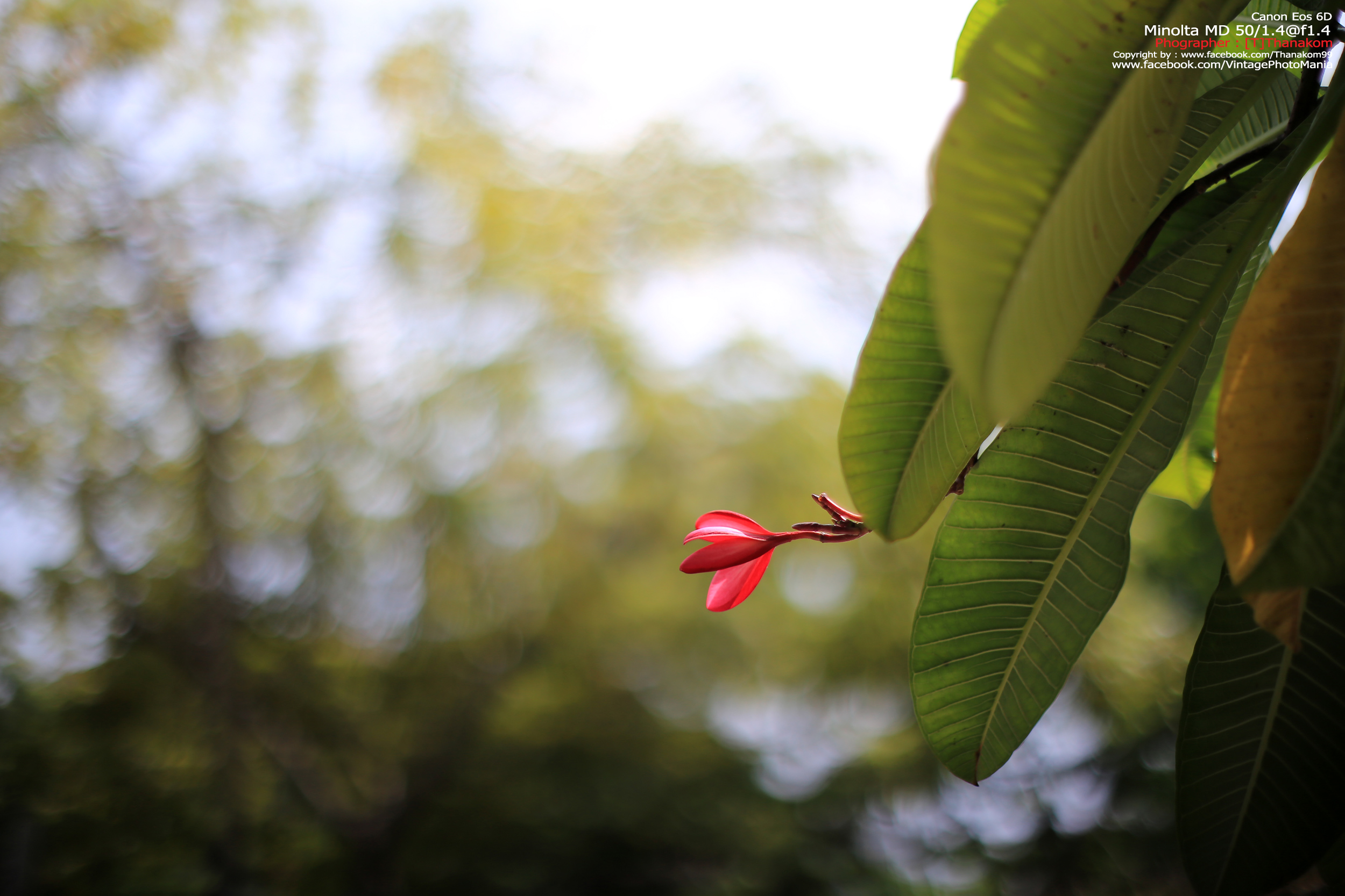 Minolta MC Rokkor-PG 50/1.4 *MD Mount เลนส์ไวแสงละลายฉากหลังสวย