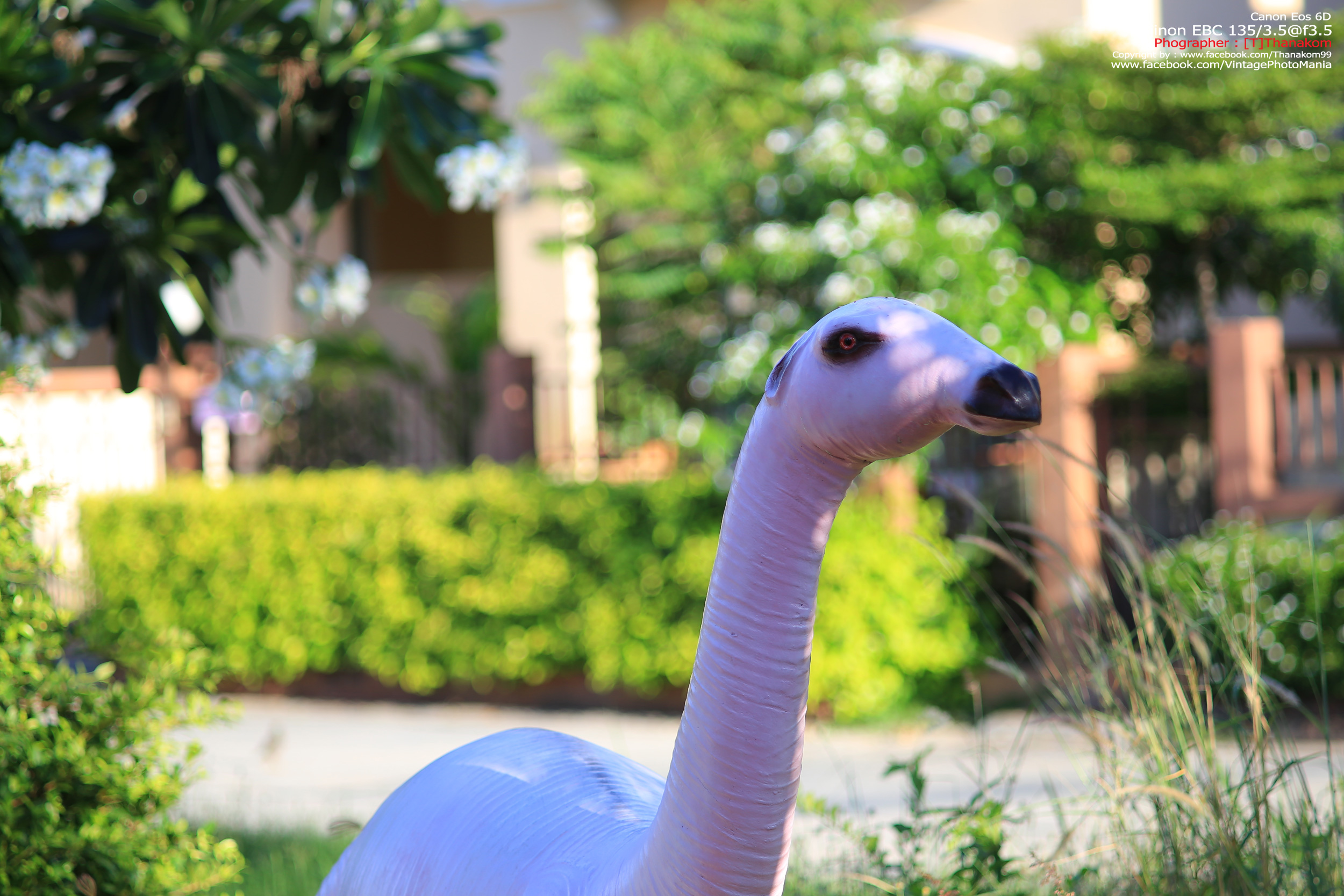 Fujinon EBC 135/3.5 *M42 Mount เลนส์พรอตเทรตตัวเล็กรุ่นหายากของมือหมุนฟูจิ