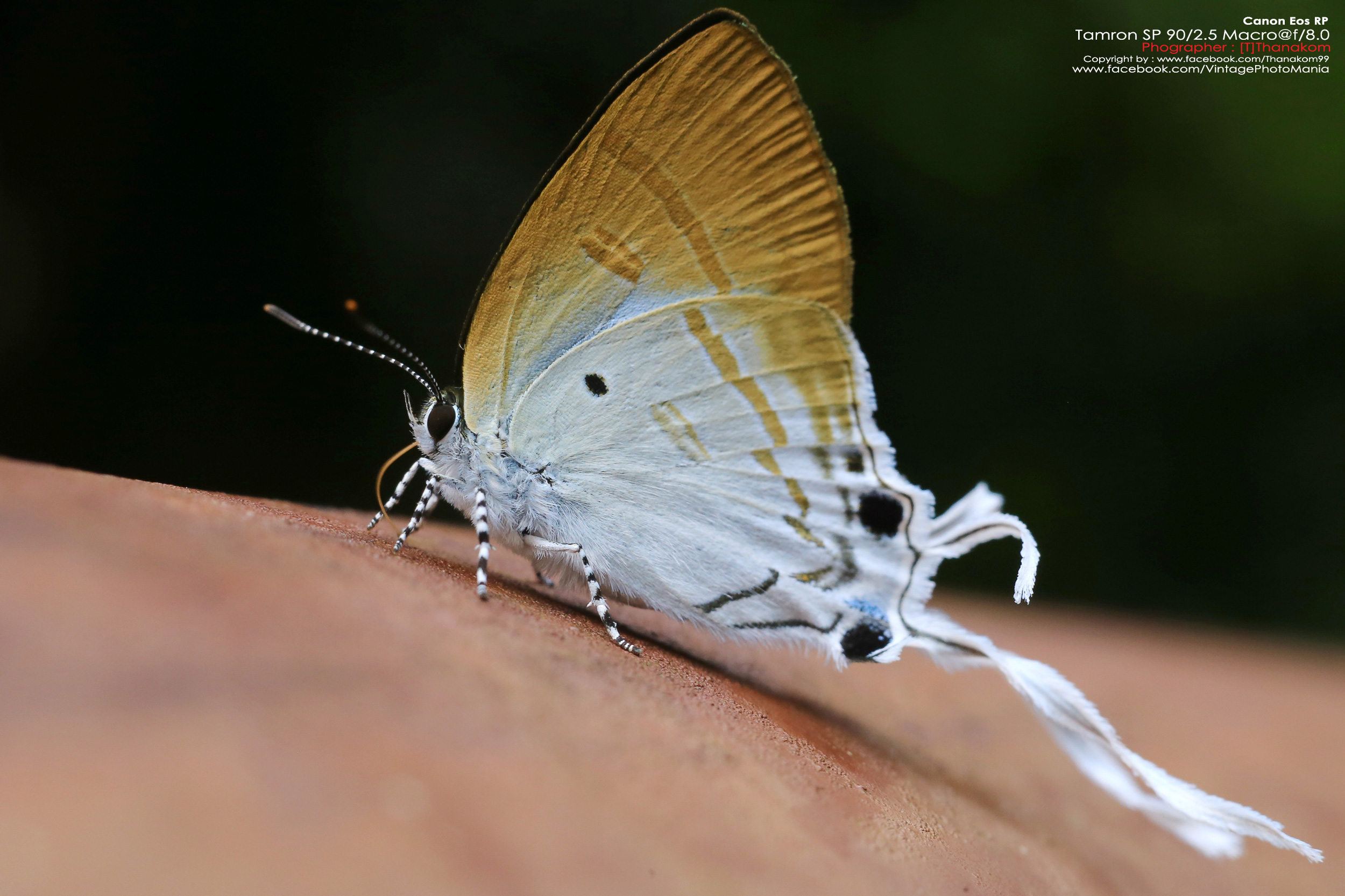 Tamron SP 90/2.5 Macro+Tamron Tube *Nikon Ai-S Mount เลนส์พรอตเทรตมาโครเอฟกว้าง