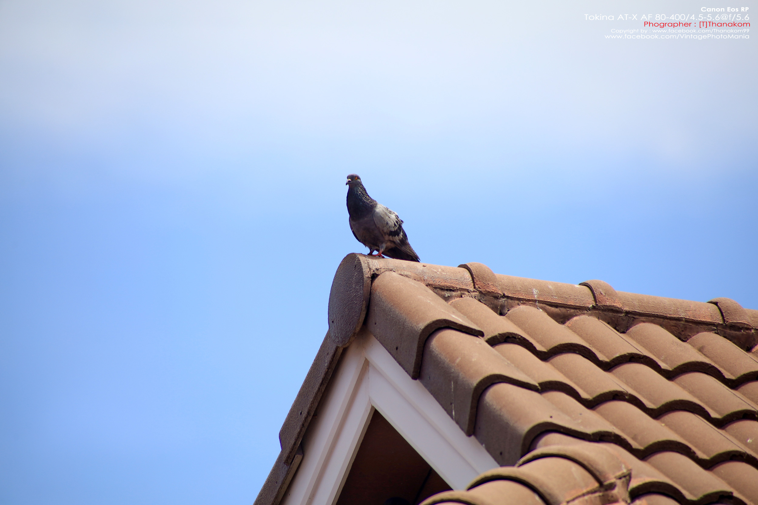 Tokina AT-X AF 100-300/4.0 Internal Focus *Nikon AF-D Mount เลนส์ซูมซูเปอร์เทเลสายถ่ายนกเอฟไม่ไหล