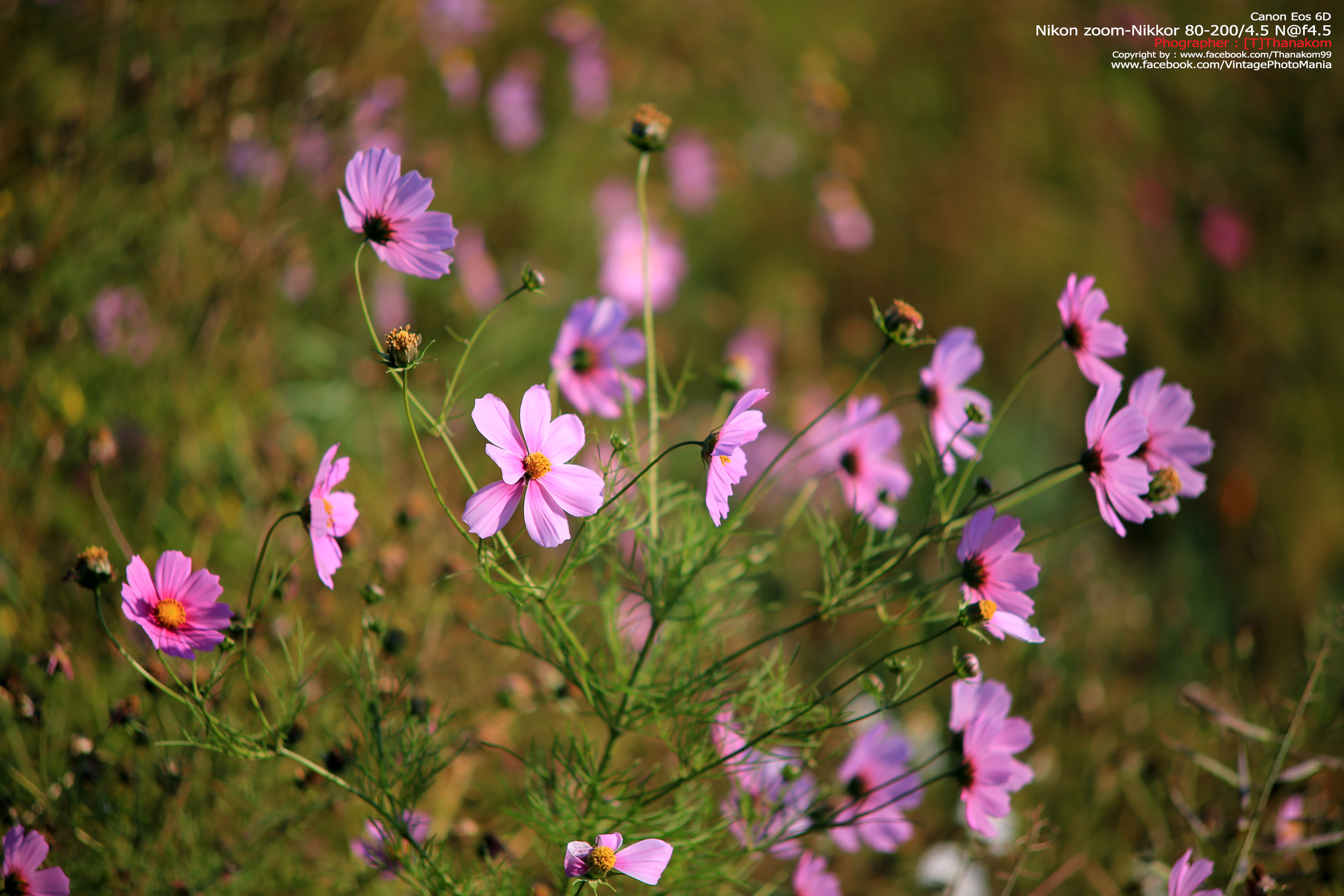 Nikon Zoom-Nikkor 80-200/4.5 N *Nikon Ai-S Mount เลนส์ซูมมือหมุนระยะไกลคมๆจากนิค่อน