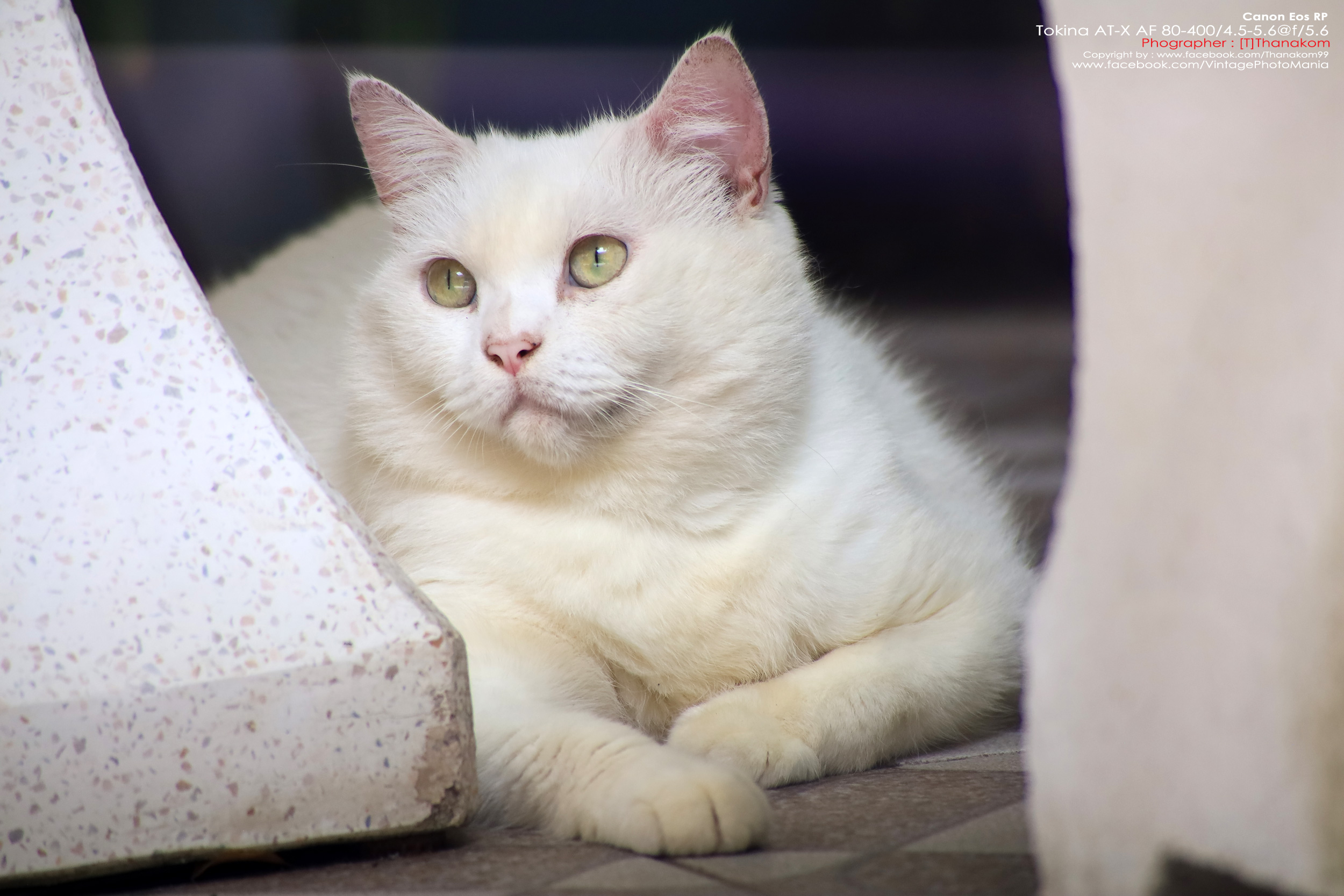 Tokina AT-X AF 100-300/4.0 Internal Focus *Nikon AF-D Mount เลนส์ซูมซูเปอร์เทเลสายถ่ายนกเอฟไม่ไหล