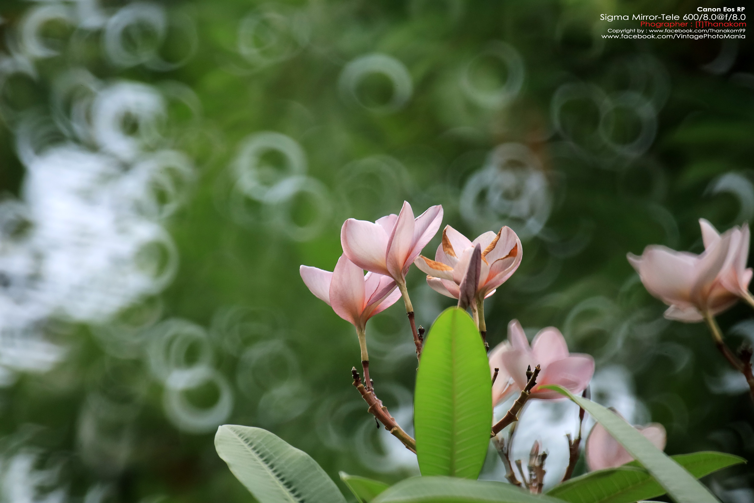 Sigma MC 600/8.0 Mirror Reflex *Canon EF Mount เลนส์ถ่ายไกลสุดๆโบเก้โดนัท