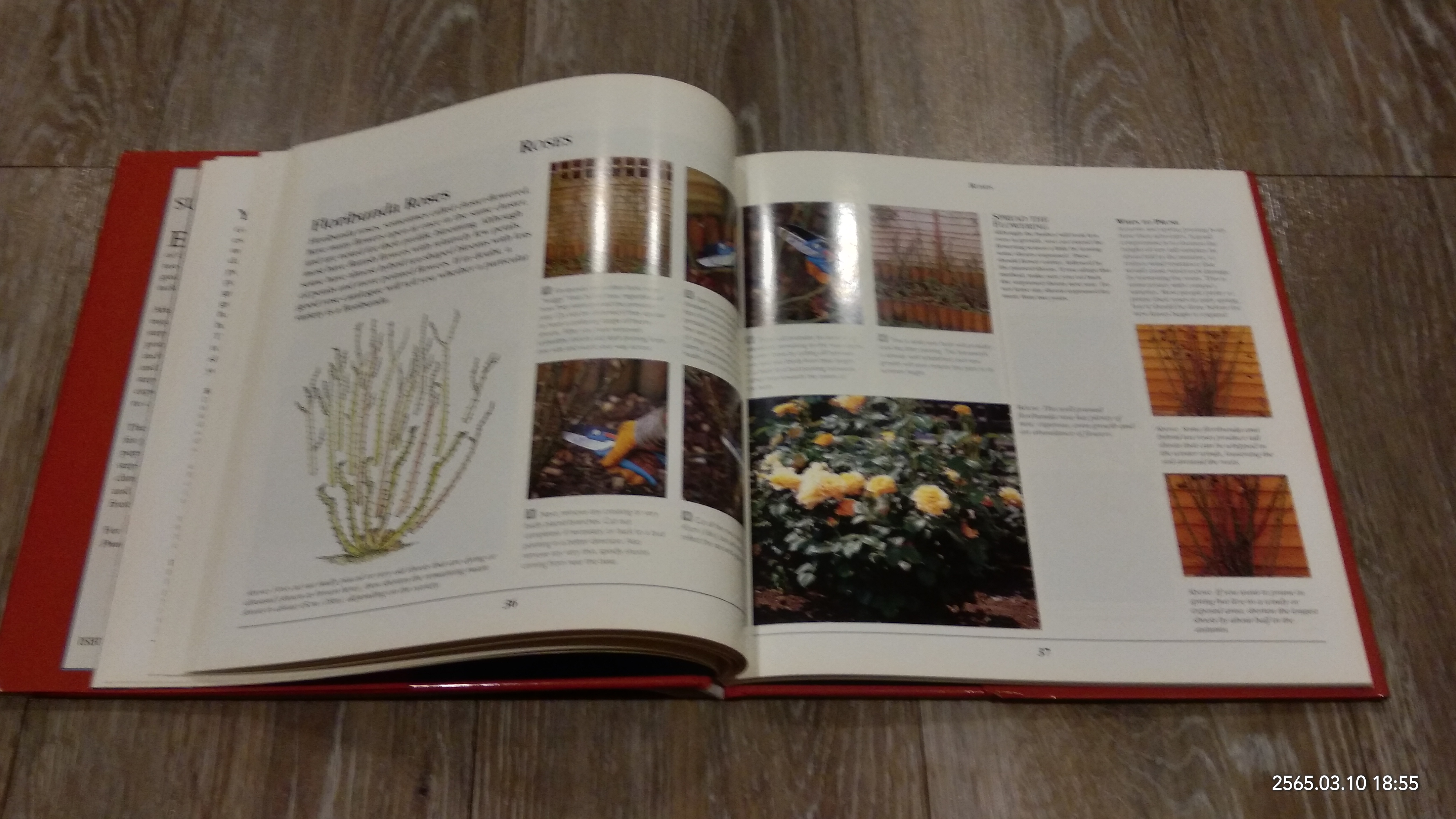 SUCCESSFUL PRUNING / PETER MCHOY