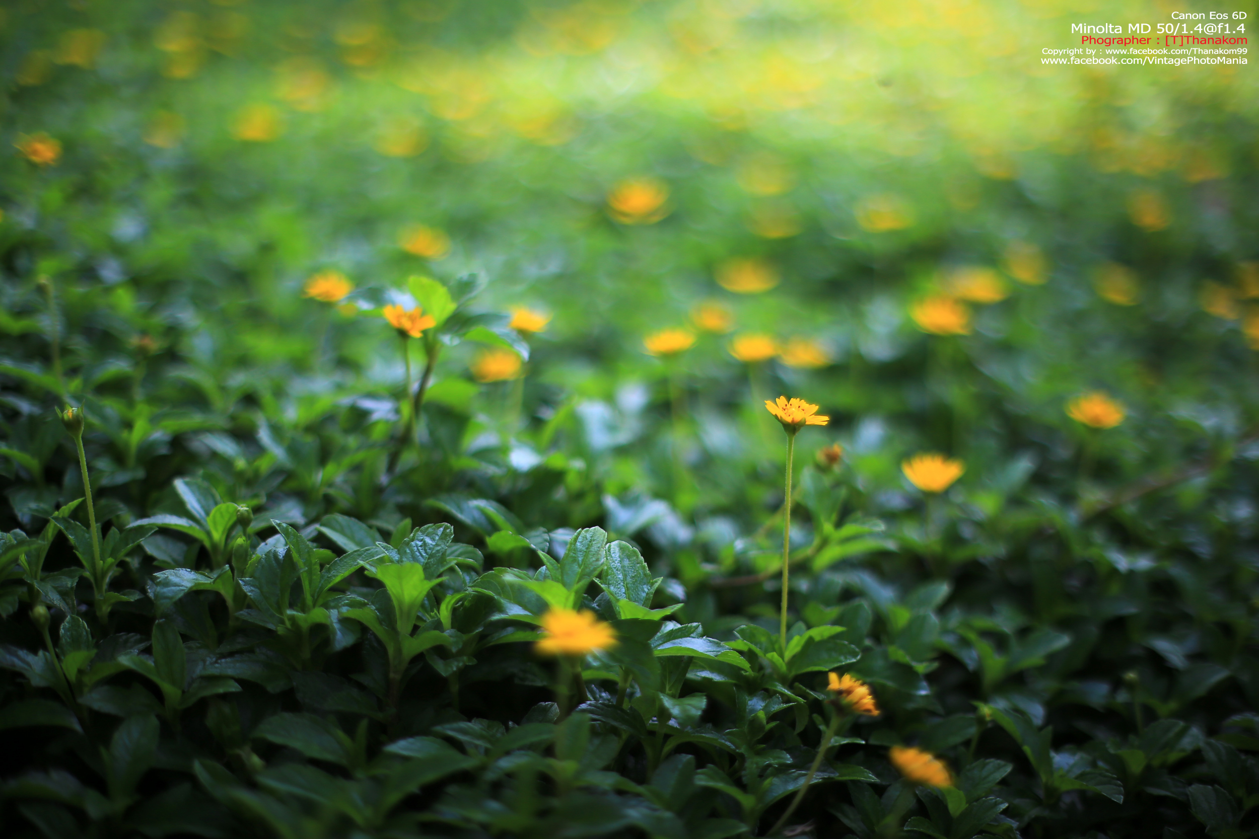 Minolta MC Rokkor-PG 50/1.4 *MD Mount เลนส์ไวแสงละลายฉากหลังสวย