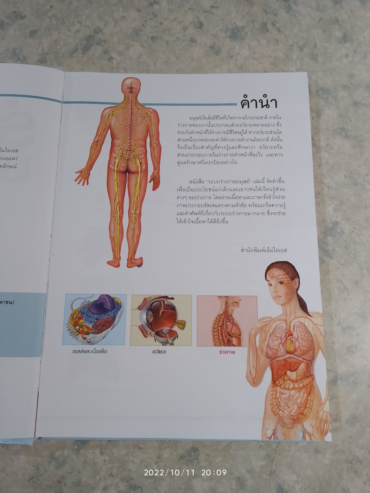 ระบบร่างกายมนุษย์