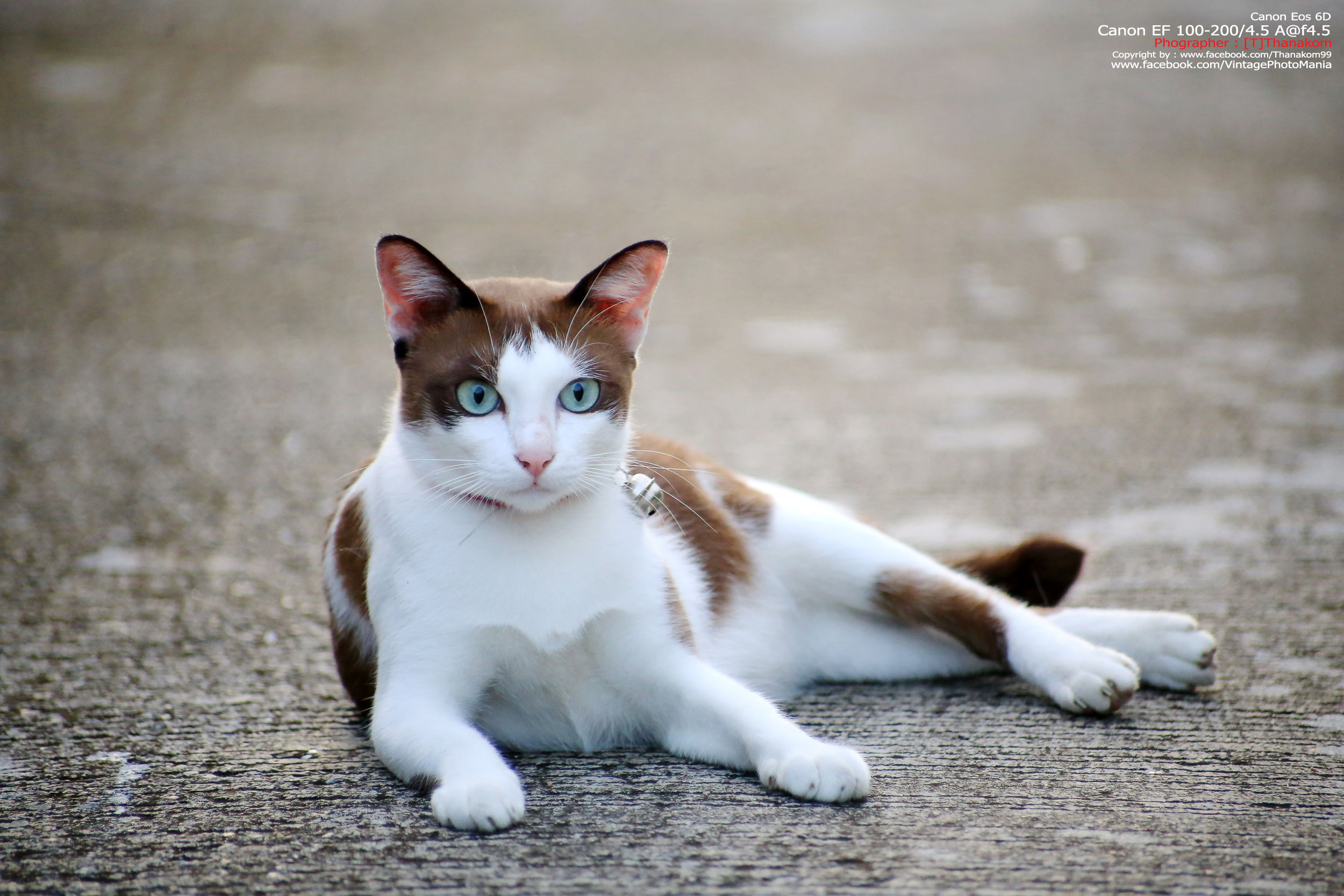 Canon EF 100-200/4.5 A *Canon EF Mount เลนส์ซูมเอฟไม่ไหลตัวเล็กรองรับฟูลเฟรม