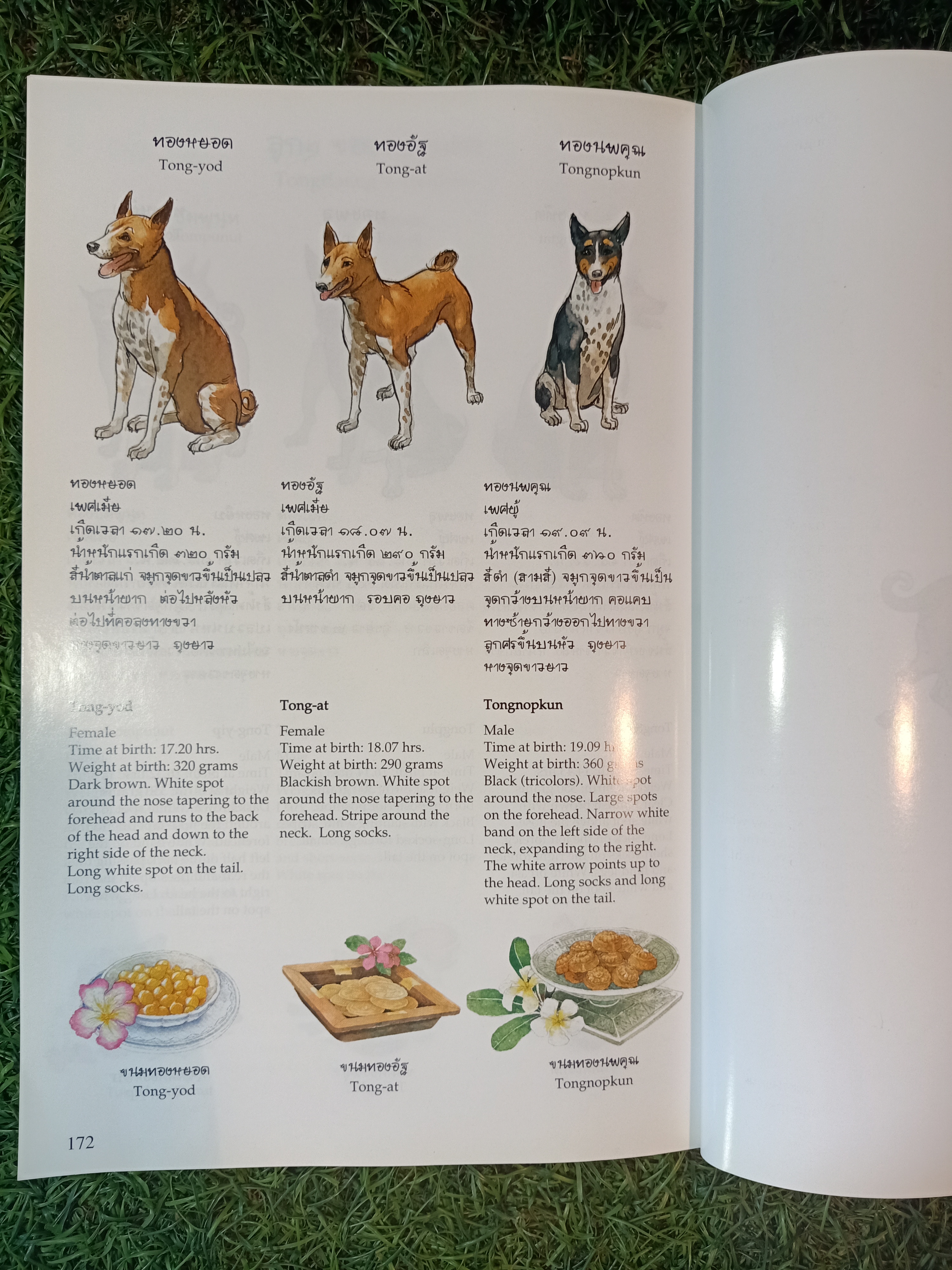 พระราชนิพนธ์เรื่อง ทองแดง ฉบับการ์ตูน / พระราชนิพนธ์ พระบาทสมเด็จพระเจ้าอยู่หัวภูมิพลอดุลยเดชฯ