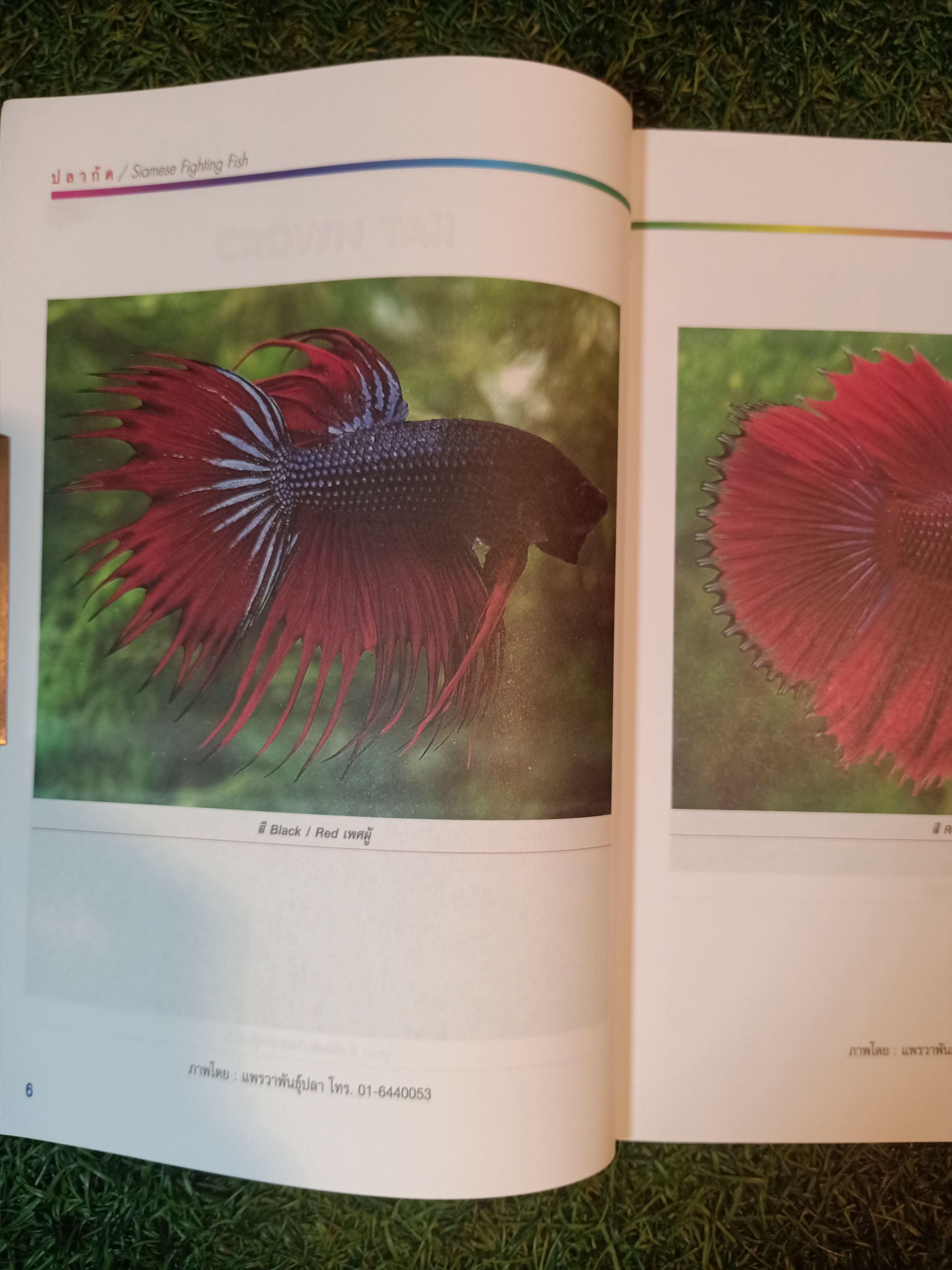 สายพันธุ์และการเพาะเลี้ยง ปลากัด / ธนากร ฤทธิ์ไธสง