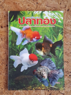 ครบเครื่องเรื่องปลาทอง