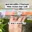 สายแท้ MIDO OCEAN STAR สายยางสีส้ม (รวมบานพับ TITANIUM)